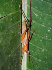 Ischnomela pulchripennis
