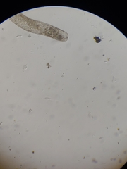 Spirostomum ambiguum