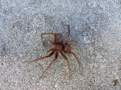 Uliodon albopunctatus