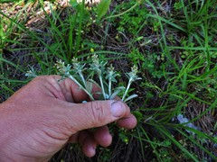 Gamochaeta argyrinea