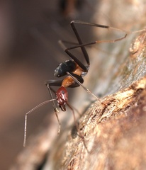 Leptomyrmex rufithorax