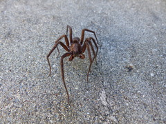 Uliodon albopunctatus