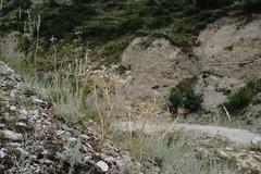 Zosima absinthifolia