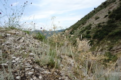Zosima absinthifolia