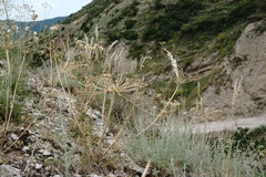Zosima absinthifolia