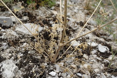 Zosima absinthifolia