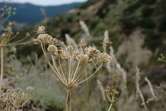 Zosima absinthifolia