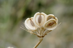 Zosima absinthifolia