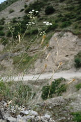 Dianthus lanceolatus