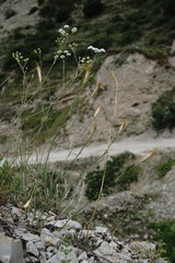 Dianthus lanceolatus