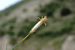 Dianthus lanceolatus