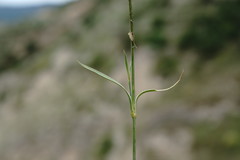 Dianthus lanceolatus