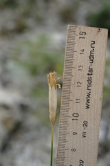 Dianthus lanceolatus