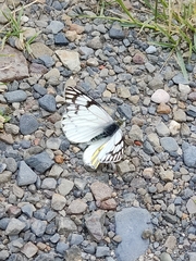 Tatochila mercedis