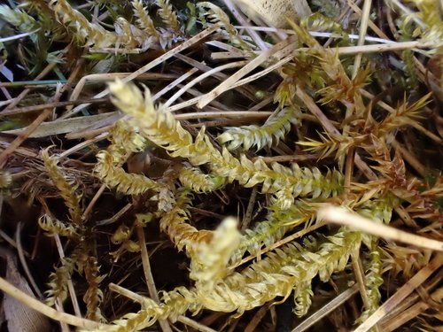 Stereodontaceae