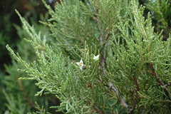 Juniperus polycarpos