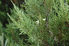 Juniperus polycarpos