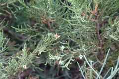Juniperus polycarpos