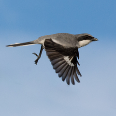 Loggerhead Shrike photo 5
