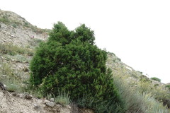 Juniperus polycarpos