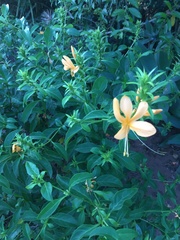 Barleria delagoensis