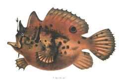 Brackish-Water Frogfish photo 5
