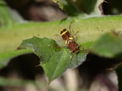 Xylotrechus insignis