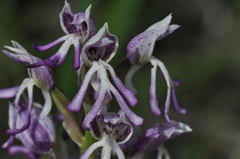Orchis × beyrichii