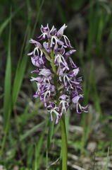 Orchis × beyrichii