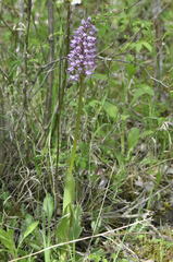 Orchis × beyrichii