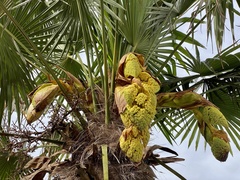 Trachycarpus fortunei