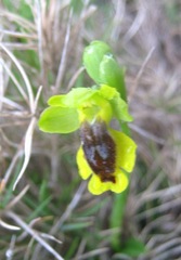 Ophrys lutea phryganae