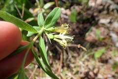 Lonicera villosa