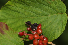 Viburnum lantanoides