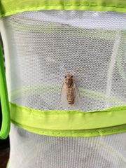 Yezoterpnosia obscura