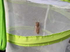 Yezoterpnosia obscura