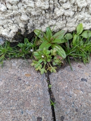 Saxifraga tridactylites
