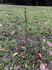 Lactuca graminifolia