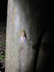 Yezoterpnosia obscura