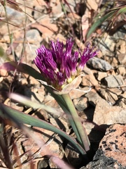 Allium platycaule
