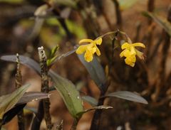 Epidendrum mutelianum