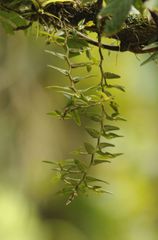 Epidendrum strobiliferum