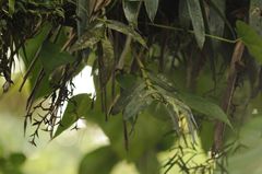 Epidendrum portoricense