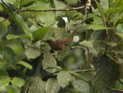 Cinclocerthia ruficauda