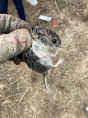 Onychomys leucogaster