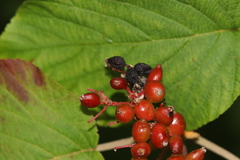 Viburnum lantanoides