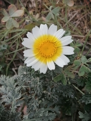 Glebionis coronaria
