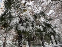 Trachycarpus fortunei