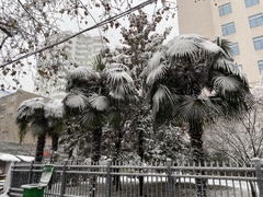 Trachycarpus fortunei