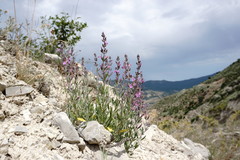 Teucrium canum
